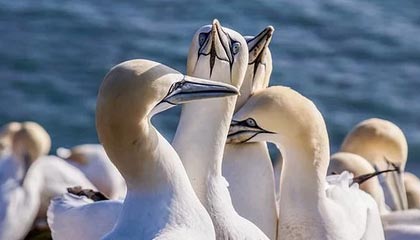 九游平台注册-媒体报道足球反腐进展，呼吁透明，足球反超经典比赛