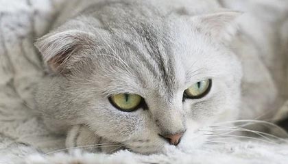 九游平台注册-媒体报道足球反腐进展，呼吁透明，足球反超经典比赛