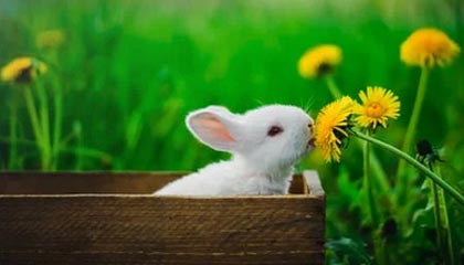 九游平台注册-媒体报道足球反腐进展，呼吁透明，足球反超经典比赛